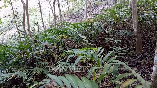 LẠ MÀ HAY: Trồng cây thuốc quý, ra quả ở gốc, bán 1 triệu/kg