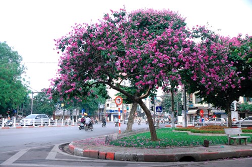 Bằng lăng chữa tiểu đường, gout