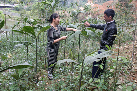Hiệu quả trồng cây thuốc nam ở Yên Bái