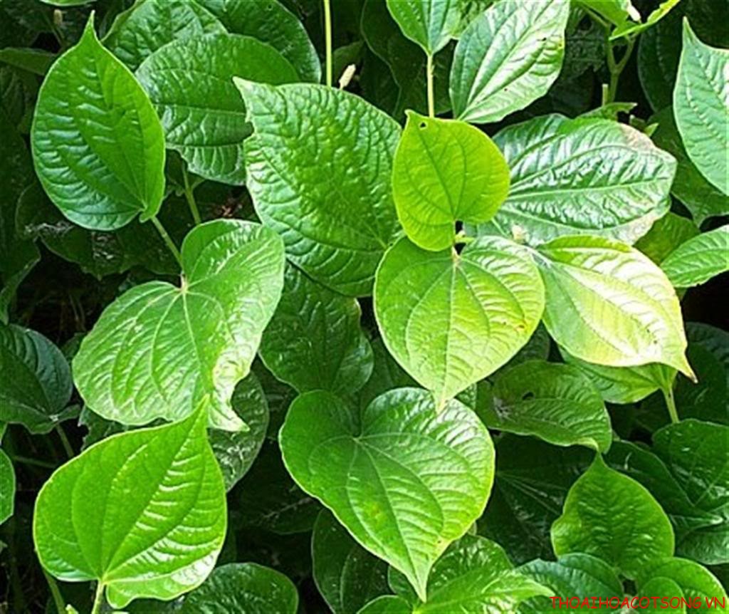 Biết cách dùng 1 nắm lá lốt còn hơn cả triệu tiền thuốc chữa hơn 10 loại bệnh