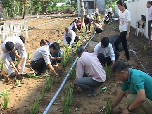 Chợ Lách phát động trồng cây thuốc nam